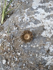 Quercus variabilis