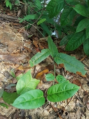 Vincetoxicum indicum