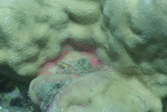 Porites