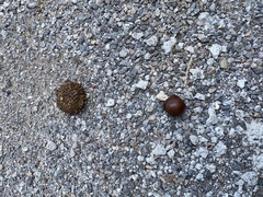 Quercus variabilis