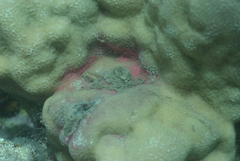 Porites