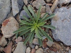 Anarrhinum bellidifolium
