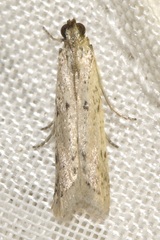 Homoeosoma nebulella