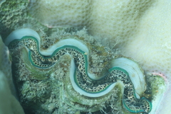 Tridacna maxima