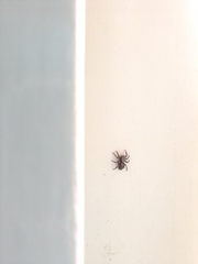 Pseudeuophrys lanigera