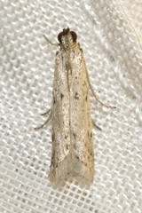 Homoeosoma nebulella