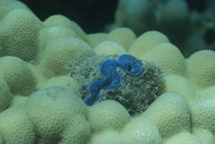 Tridacna maxima