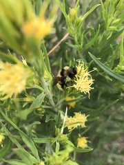 Bombus flavidus flavidus