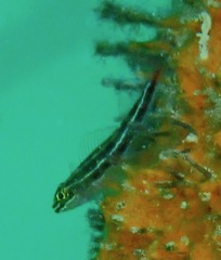 Helcogramma striata