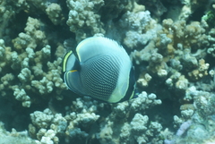 Chaetodon reticulatus