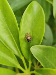 Carrhotus
