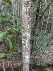 Syzygium corynanthum