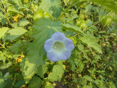 Nicandra physalodes