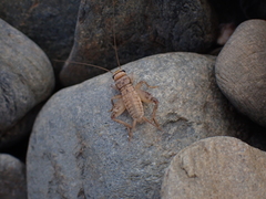 Eumodicogryllus bordigalensis