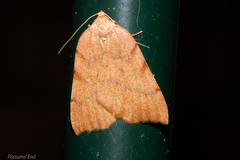 Sestra humeraria