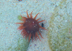 Actiniidae