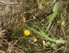 Taraxacum bessarabicum