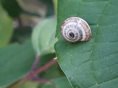 Xeroplexa intersecta