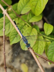 Diplacodes trivialis