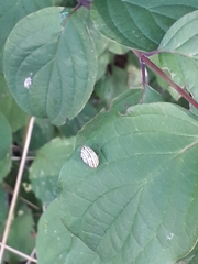 Xeroplexa intersecta