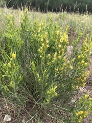 Bombus flavidus flavidus