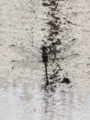 Bradinopyga geminata