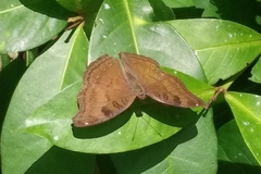 Junonia iphita
