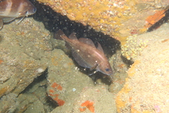Trisopterus luscus