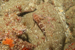 Gobius cruentatus