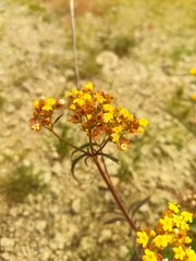 Patrinia rupestris