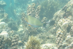 Acanthurus lineatus
