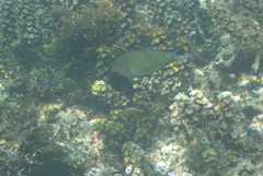 Acanthurus lineatus