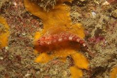 Tripterygion delaisi