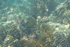 Acanthurus lineatus