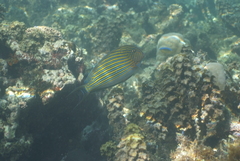 Acanthurus lineatus
