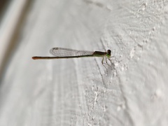 Agriocnemis pygmaea
