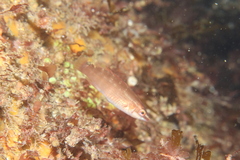 Ctenolabrus rupestris