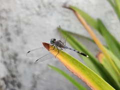 Diplacodes trivialis