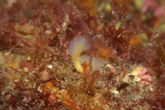 Aplidium punctum