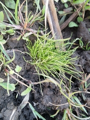 Isolepis cernua