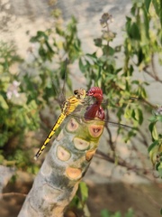 Indothemis carnatica