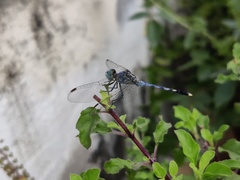 Diplacodes trivialis