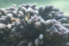 Montipora