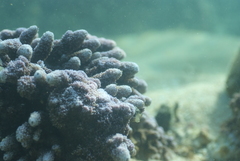 Montipora
