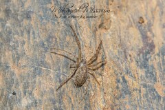 Larinia
