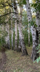 Betula pendula