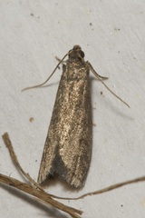 Eccopisa effractella