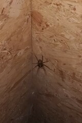 Tegenaria ferruginea