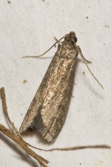Eccopisa effractella