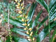 Linospadix monostachyus